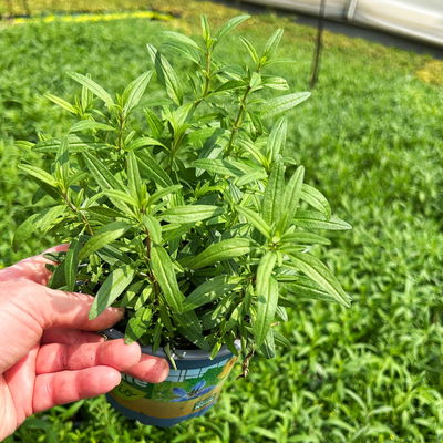 Bio Zwergysop, blau, Topf-Ø 12 cm