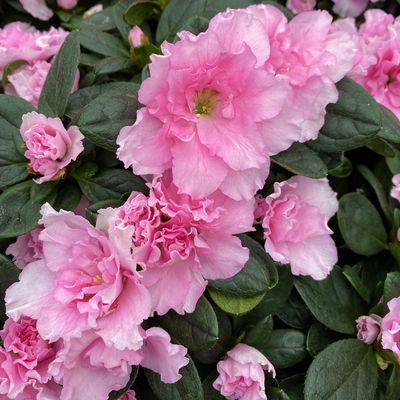 Azalee rosa gefüllt in Keramiktopf Dallas anthrazit, Topf-Ø 12 cm, 3er-Set Azalee rosa gefüllt in Keramiktopf Dallas anthrazit, Topf-Ø 12 cm, 3er-Set