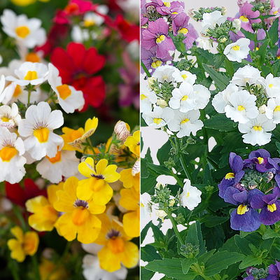 Nemesie 'Trio', 3-farbig, Topf-Ø 13 cm, 6 Pflanzen