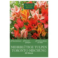 Mehrblütige Tulpen Mischung Toronto, 20 Blumenzwiebeln