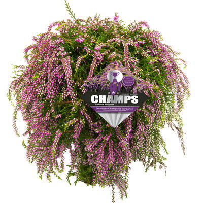Calluna hängend, lila, Topf-Ø 12 cm, 3 Pflanzen Calluna hängend, lila, Topf-Ø 12 cm, 3 Pflanzen