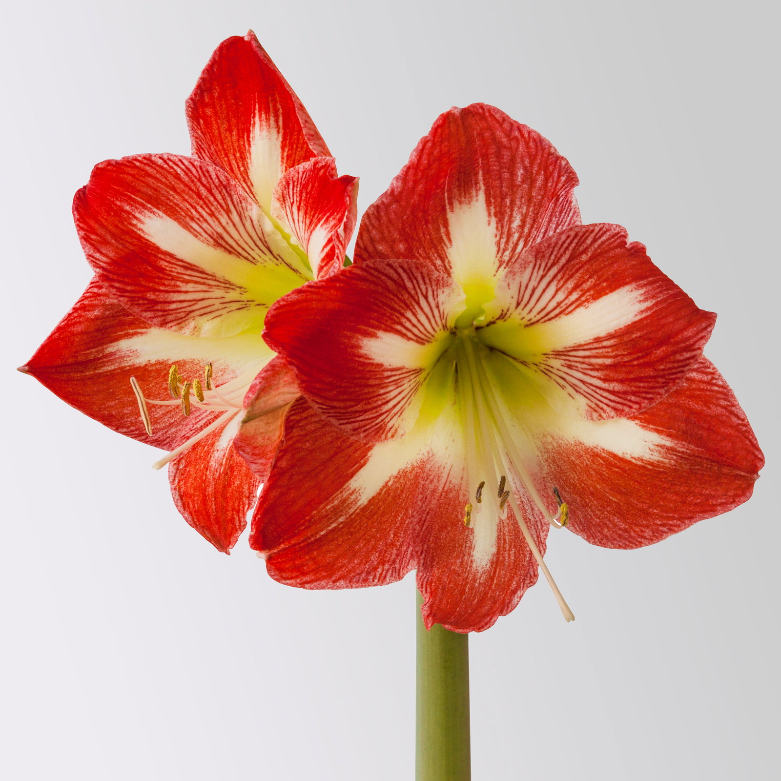 Amaryllis in Wachs XL, Dekor 'Basic Red Burgundy', Blüte rot-weiß Amaryllis in Wachs XL, Dekor 'Basic Red Burgundy', Blüte rot-weiß