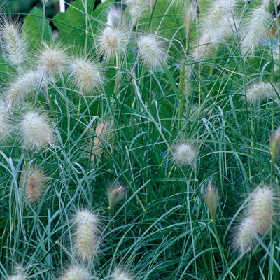 Bio Zwerg-Lampenputzergras 'Little Bunny' gelbbraun, Höhe 10-30 cm, 3 Liter Topf Bio Zwerg-Lampenputzergras 'Little Bunny' gelbbraun, Höhe 10-30 cm, 3 Liter Topf