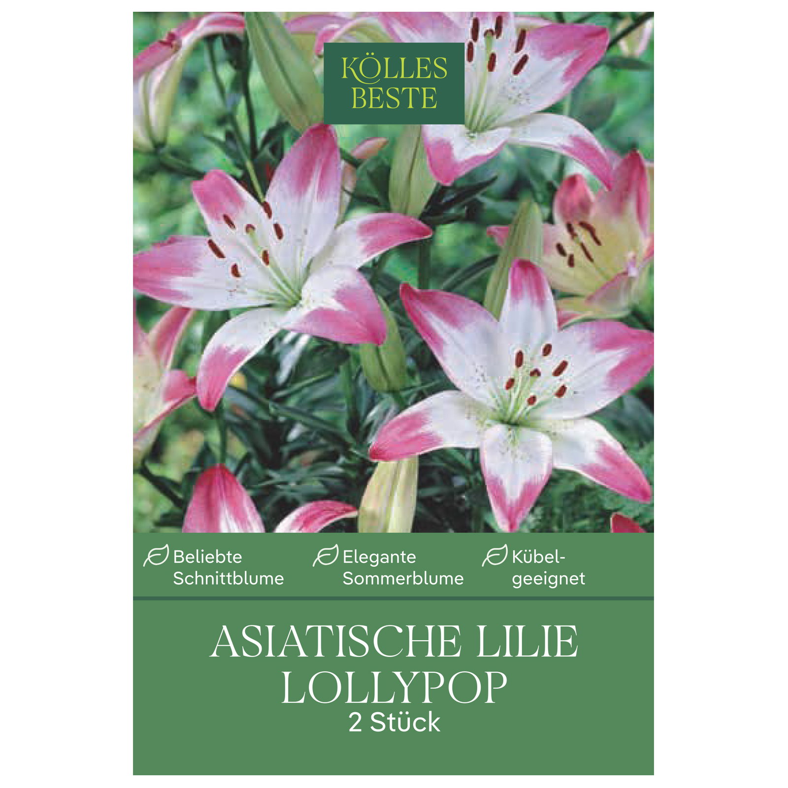 Kölles Beste Blumenknollen, Asiatische Lilie 'Lollypop'