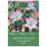 Kölles Beste Blumenknollen, Asiatische Lilie 'Lollypop'