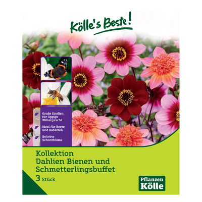 Dahlien 'Bienen- und Schmetterlingsbuffet', 3 Stück Dahlien 'Bienen- und Schmetterlingsbuffet', 3 Stück