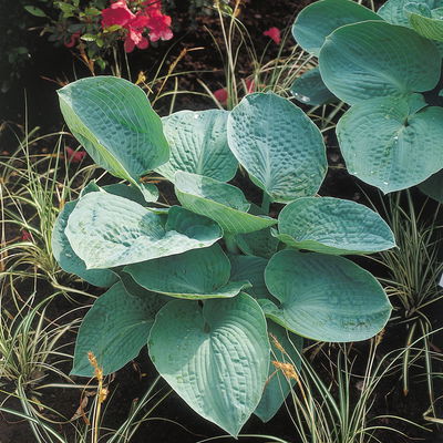 Bio Funkien 'Big Daddy', weiß, Topf 11x11 cm, 3 Pflanzen