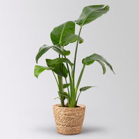 Strelitzia nicolai im Korb Osaka, Topf-Ø 17 cm, Höhe ca. 55 cm