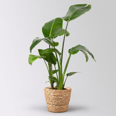 Strelitzia nicolai im Korb Osaka, Topf-Ø 17 cm, Höhe ca. 55 cm Strelitzia nicolai im Korb Osaka, Topf-Ø 17 cm, Höhe ca. 55 cm