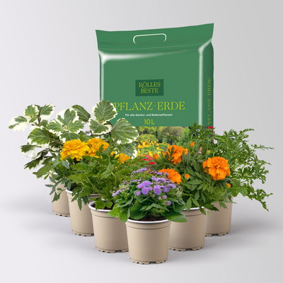 Pflanzenkreation 'No Mosquito', 6 Pflanzen inkl. Erde