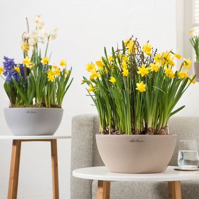 Lechuza 'Cubeto Stone 40', sandbeige, ca. Ø 40 x H 18,3 cm Lechuza 'Cubeto Stone 40', sandbeige, ca. Ø 40 x H 18,3 cm