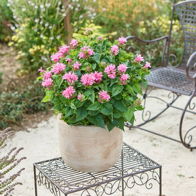 Indianernessel 'Melua Rose' violettrosa, Topf 3 Liter Indianernessel 'Melua Rose' violettrosa, Topf 3 Liter