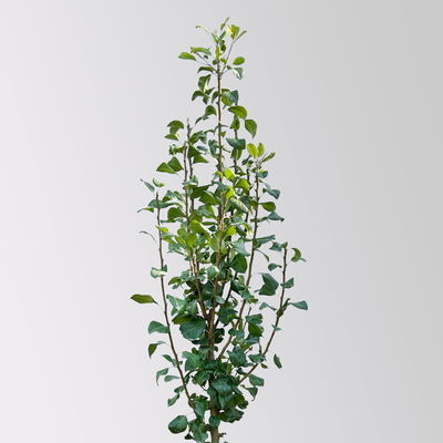 Kölle Bio Säulenbirne 'Obelisk'®, Unterlage Quitte A, Topf 10 Liter Kölle Bio Säulenbirne 'Obelisk'®, Unterlage Quitte A, Topf 10 Liter