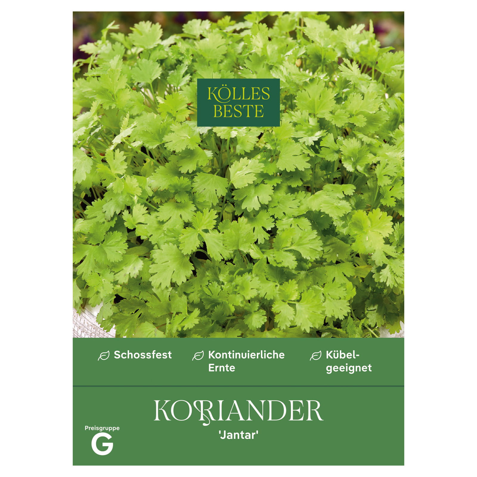 Kölles Beste Saatgut Koriander 'Jantar', grün Kölles Beste Saatgut Koriander 'Jantar', grün