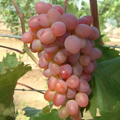 Tafeltraube 'Katharina®' Tafeltraube 'Katharina®'
