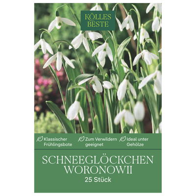 Schneeglöckchen (Galanthus Woronowii) weiß, 25 Blumenzwiebeln