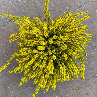 Knospenheide 'Picasso', gelb gefärbt, Topf-Ø 12 cm, 6 Pflanzen