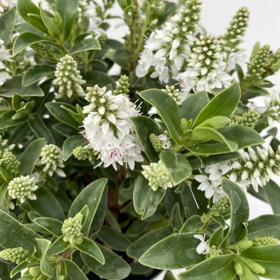 Hebe 'All Blooms®', weiß, Topf-Ø 12 cm, 3 Pflanzen