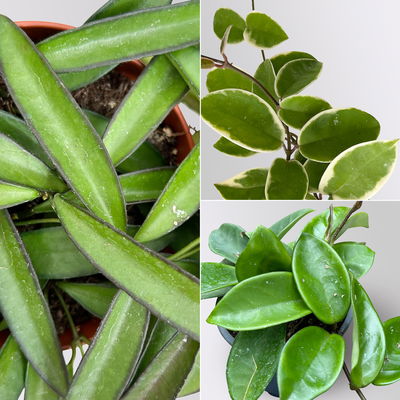 Zimmerpflanzenset 'Porzellanblumenliebe', Topf-Ø 10,5 cm, 3 Pflanzen Zimmerpflanzenset 'Porzellanblumenliebe', Topf-Ø 10,5 cm, 3 Pflanzen