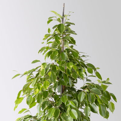 Birkenfeige 'Golden King' in Keramiktopf, Topf-Ø 17 cm, Höhe ca. 70 cm