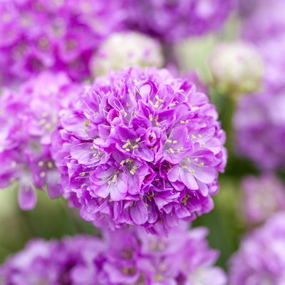 Pflanzenkreation Farbenrausch, groß, 6 Pflanzen inkl. Erde und Dünger Pflanzenkreation Farbenrausch, groß, 6 Pflanzen inkl. Erde und Dünger