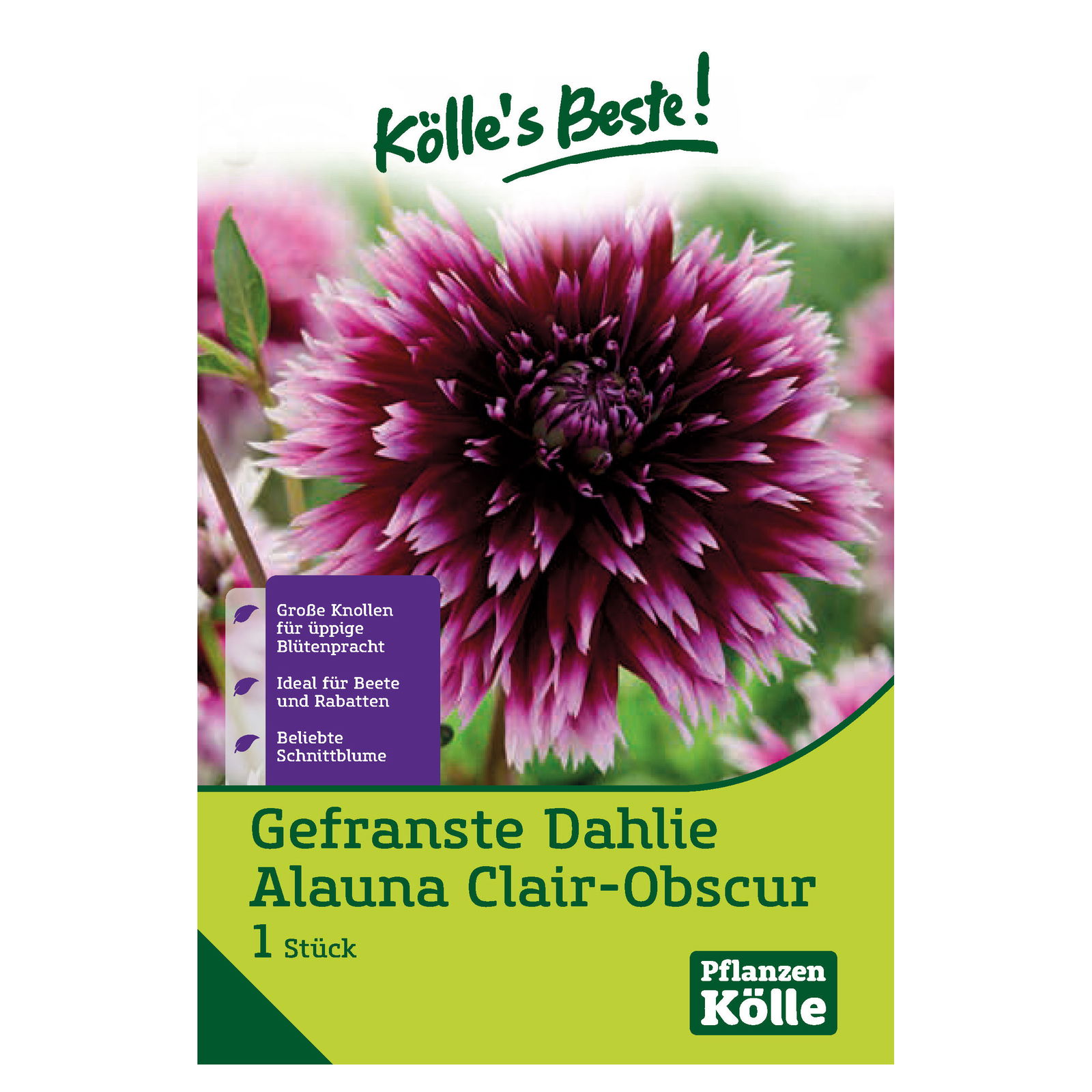 Gefranste Dahlien 'Alauna Clair-Obscur', weiß-violett, Größe 1, 1 Blumenknollen