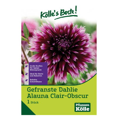 Gefranste Dahlien 'Alauna Clair-Obscur', weiß-violett, Größe 1, 1 Blumenknollen