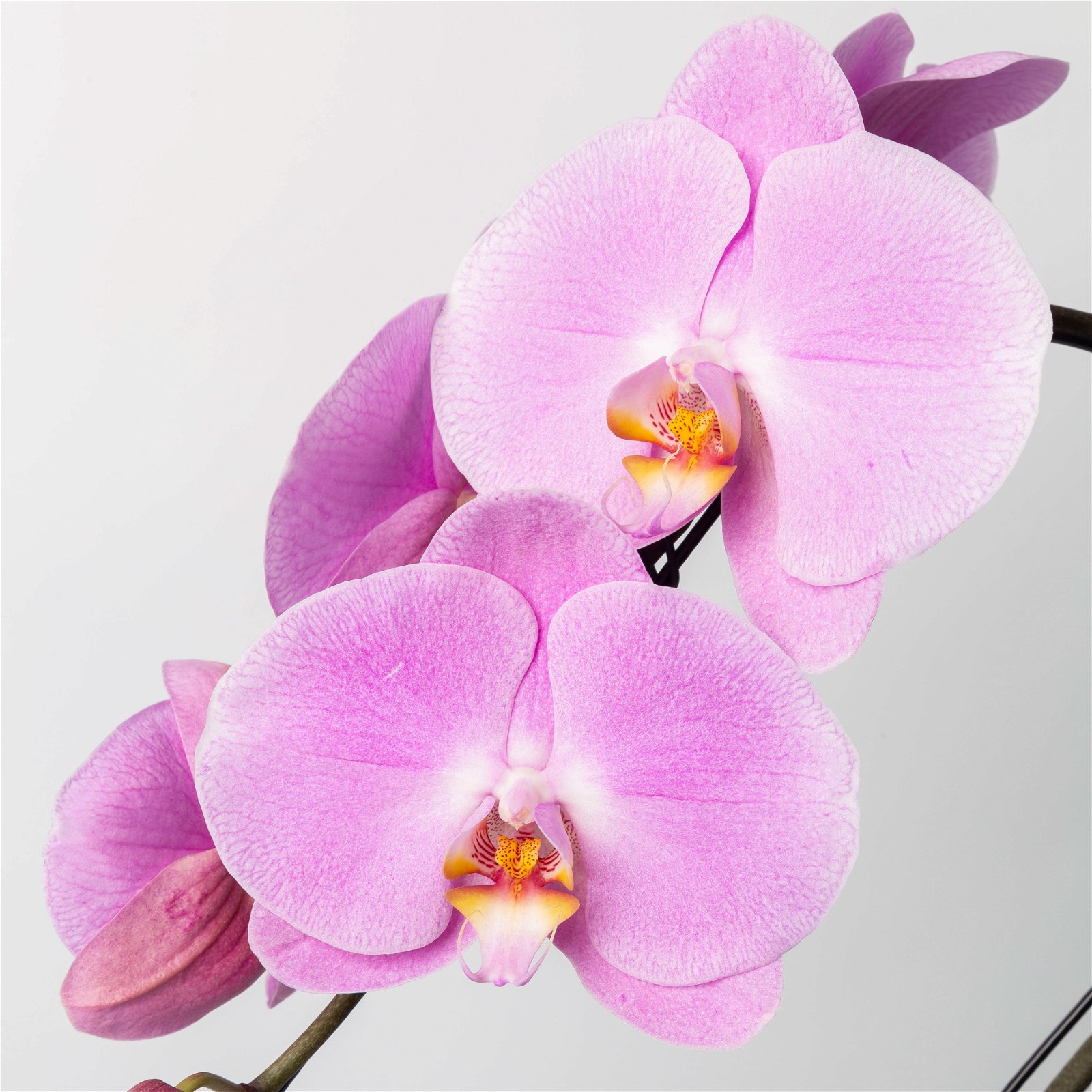 Schmetterlingsorchidee 'Swan', rosa, Topf-Ø 12 cm, Höhe ca. 65 cm