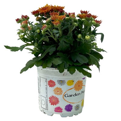 Chrysanthemen, bronze, Topf-Ø 10,5 cm, 8 Pflanzen