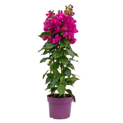 Bougainvillea, Pyramide, Topf-Ø 19 cm, Höhe ca. 75 cm