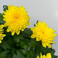 Chrysantheme 'Chrysanne® Zembla' gelb, großblumig, Topf-Ø 17cm, 2 Stück