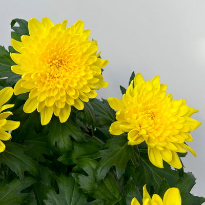 Chrysantheme 'Chrysanne® Zembla', gelb, großblumig, Topf-Ø 17 cm, 2 Pflanzen Chrysantheme 'Chrysanne® Zembla', gelb, großblumig, Topf-Ø 17 cm, 2 Pflanzen