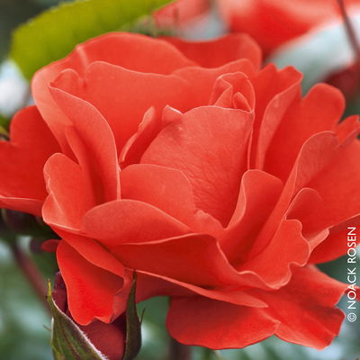 Stammrose 'Westpoint'®, Beetrose, Stammhöhe 60cm im 7,5 Liter Topf Stammrose 'Westpoint'®, Beetrose, Stammhöhe 60cm im 7,5 Liter Topf