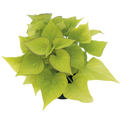 Süßkartoffel, helllaubig, Zierform, Topf-Ø 12 cm. 6 Pflanzen