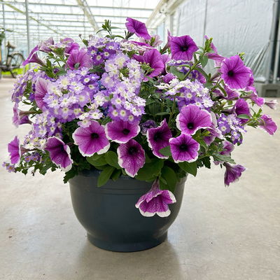 Eisenkraut/Petunien Duo, lila, Topf-Ø 14 cm, 4 Pflanzen