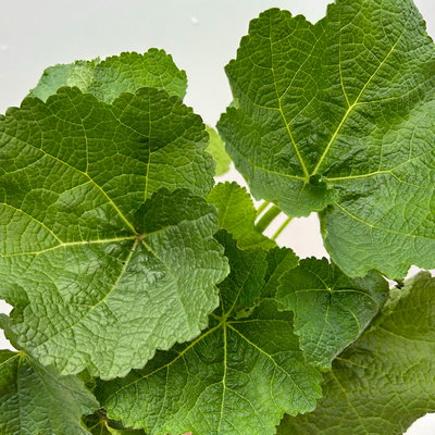 Stockrose, rot, Topf-Ø 13 cm, 6 Pflanzen Stockrose, rot, Topf-Ø 13 cm, 6 Pflanzen