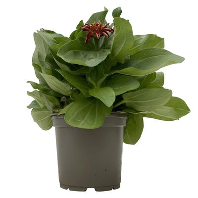 Zinnie 'Trio' bunt, Mix nach Verfügbarkeit, Topf-Ø 12 cm, 6 Pflanzebn