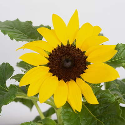Sonnenblume 'Sunsation'® gelb, Topf-Ø 12/13 cm, 6 Pflanzen