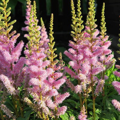 Bio Prachtspiere rosa, Topf 11x11 cm, 3 Pflanzen