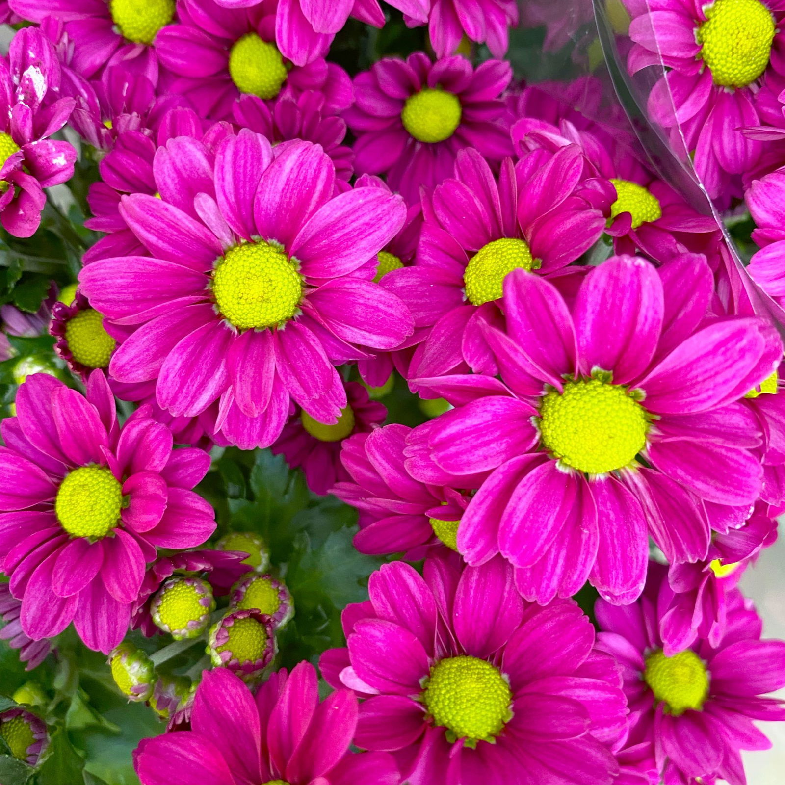 Chrysanthemen 'Madiba® Purple', lila, Topf 14 cm, 4er-Set