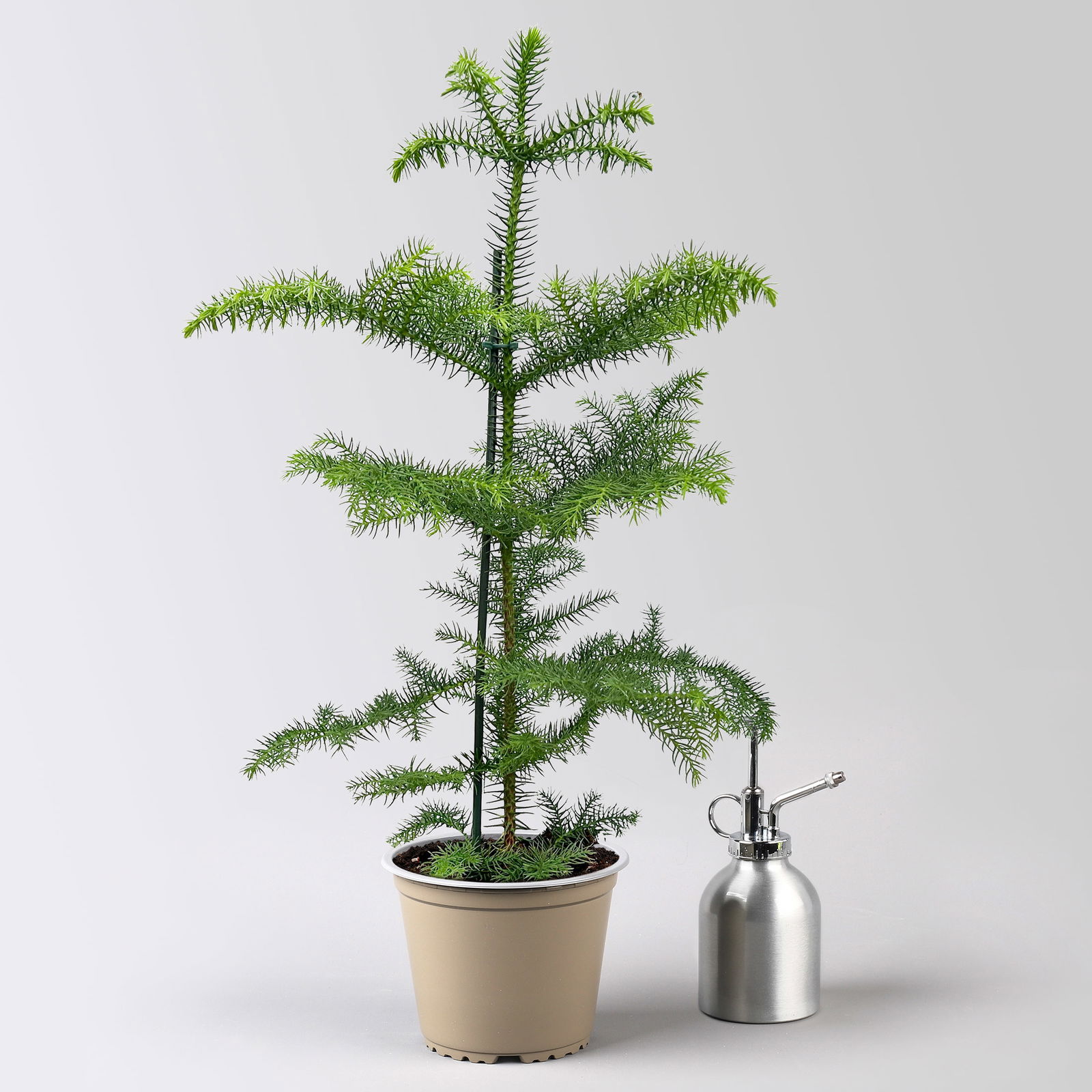 Zimmertanne, Topf-Ø 14 cm, Höhe ca. 50 cm, 2 Pflanzen