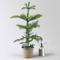 Zimmertanne, Topf-Ø 14 cm, Höhe ca. 50 cm, 2 Pflanzen