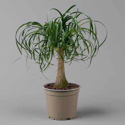 Elefantenfuß 'Mayapalme', Topf-Ø 19 cm, Höhe ca. 50 cm Elefantenfuß 'Mayapalme', Topf-Ø 19 cm, Höhe ca. 50 cm