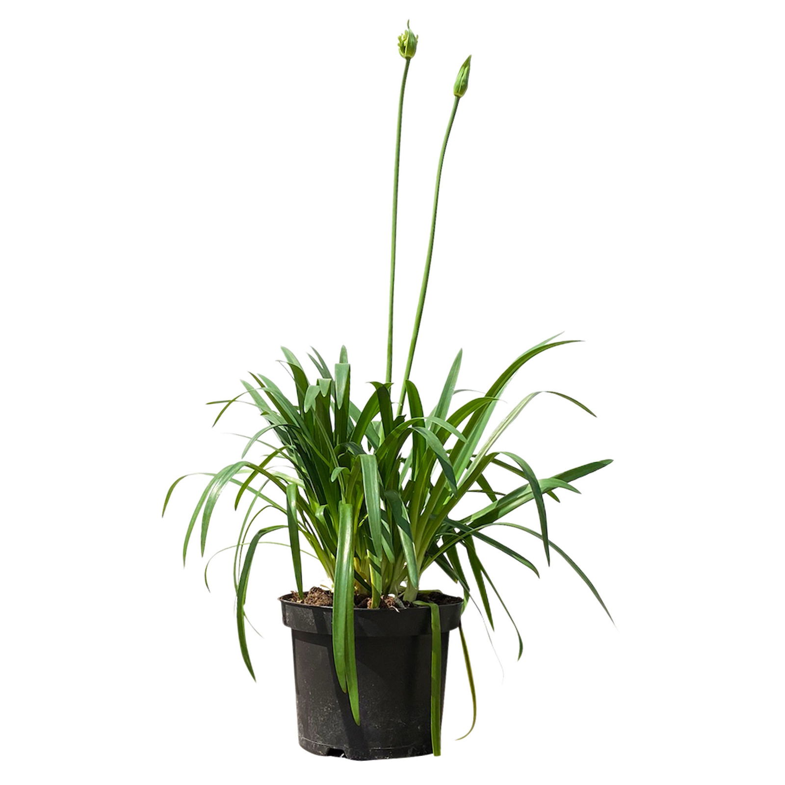 Agapanthus 'Whitney® weiß, Topf-Ø 24 cm