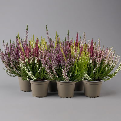 Calluna 'Trio', bunt, Mix nach Verfügbarkeit, Topf-Ø 10,5/11 cm, 6 Pflanzen Calluna 'Trio', bunt, Mix nach Verfügbarkeit, Topf-Ø 10,5/11 cm, 6 Pflanzen