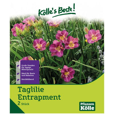 Taglilie Entrapment, 2 Blumenzwiebeln Taglilie Entrapment, 2 Blumenzwiebeln