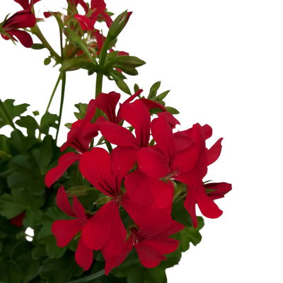 Geranie 'Rainbow Red'  rot, hängend, Topf-Ø 13 cm, 6 Pflanzen