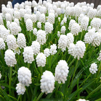 Zwiebelpflanzen-Set Farbenfreude, blau-weiß-gelb, Topf-Ø 10 cm, 9 Pflanzen Zwiebelpflanzen-Set Farbenfreude, blau-weiß-gelb, Topf-Ø 10 cm, 9 Pflanzen