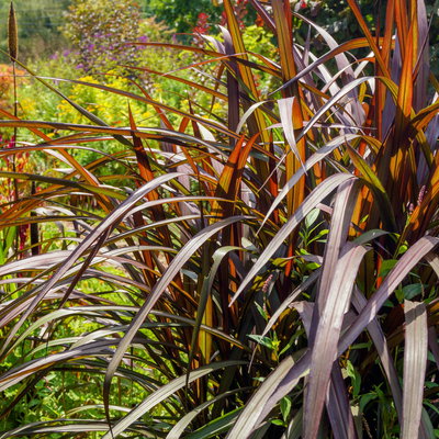 Lampenputzergras 'Vertigo',dunkellaubig, Topf-Ø 19 cm, 2 Stück Lampenputzergras 'Vertigo',dunkellaubig, Topf-Ø 19 cm, 2 Stück
