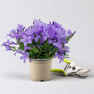 Glockenblume, 2-3 Farben zufällig, Topf-Ø 10,5 cm, 3 Pflanzen